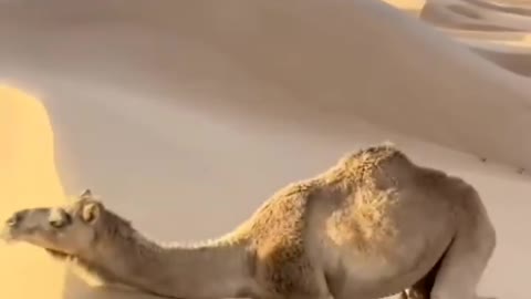 Desert king