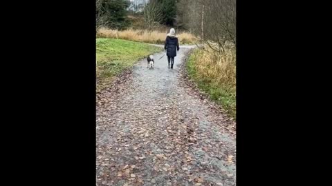 Best 3 Min Funny Cats 😹 And Dogs 🐶 Videos - Funny Cat Reactions -Try Not To Laugh!