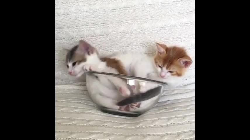 Two cute kittens fighting on the sofa.