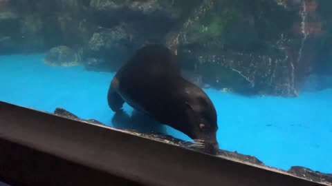 Seal swimming