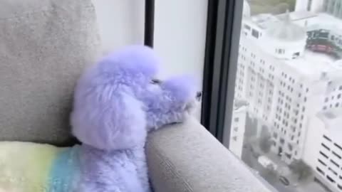 😂funny dogs and 😂 thare reaction🤣 cutee puppies 🤣