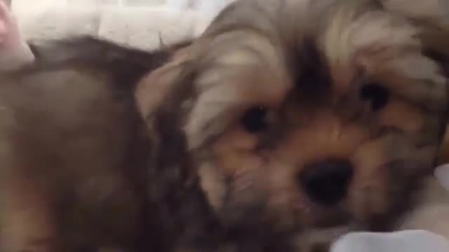 Cute maltese talks back