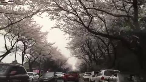 Cherry blossoms in korea