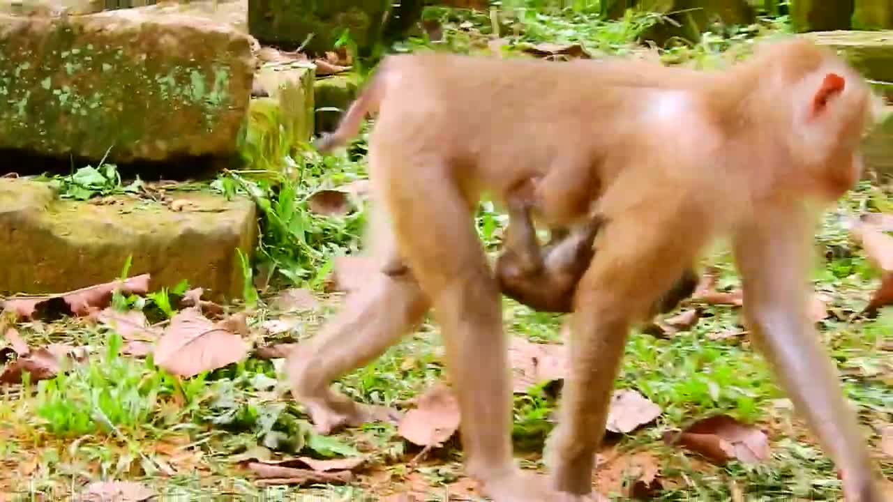 Look very pity funny, newest, viral, fyp monkey baby animal videos . best videos