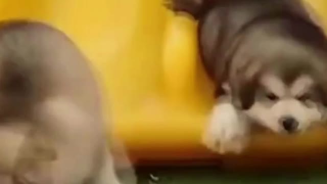 FUN ROUNDS OF A DOG