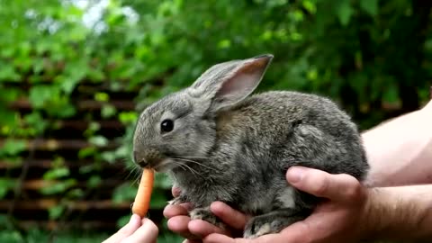 How Rabbits Choose Their Favorite Person