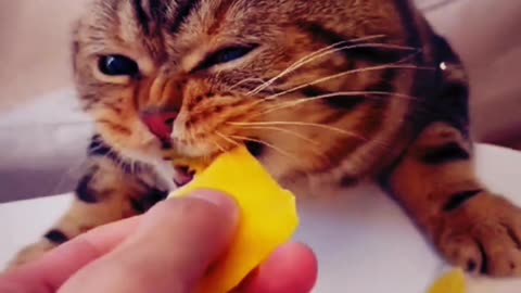 cats funny moments