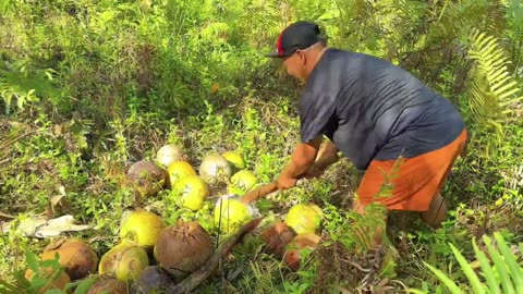 COCONUT - The tree of life I Coconut Recipes I Copra Production