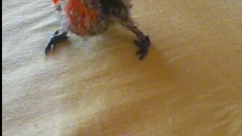 Love Bird parrot