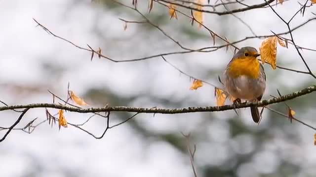 most beautiful birds 2021 brazil