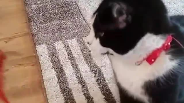 Black white cat sits while red toy is around him