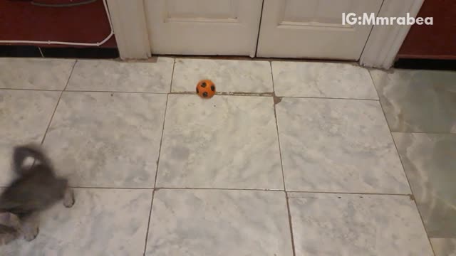 Cat misses bouncing orange soccer ball