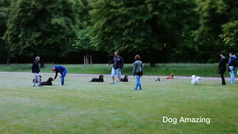 Dogs training hand handling practices 2022