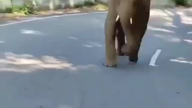 Elephant Attack