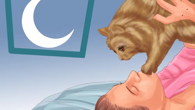 How to get your cat to sleep with you