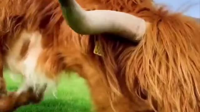 Highland Cow 🐮 One Unique Animal You Won't Believe Exist