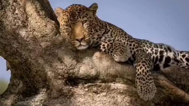 A cheetah resting in a tree