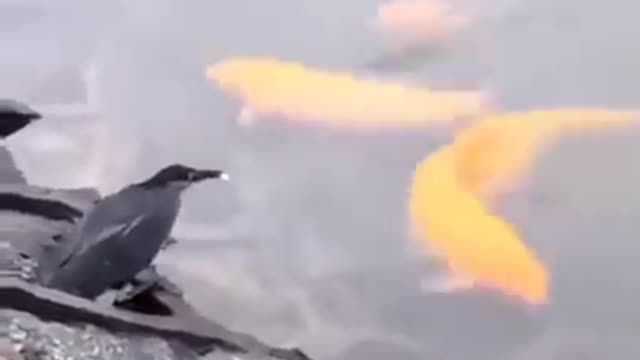 SEE HOW BIRD CATCHES HIS PREY😳😳- MUCH AMAZED