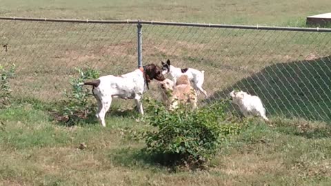 GSP Kennel; Flying R Kennel in Nixa MO