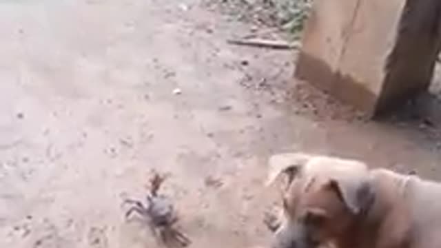 The story of the dog and the crab.