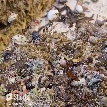 🐚 Hermit Crabs' Migration: A Tiny Travel Tale!