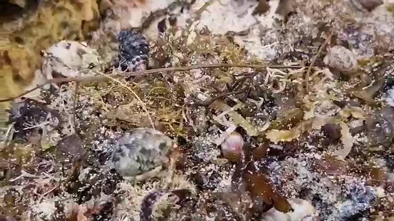 🐚 Hermit Crabs' Migration: A Tiny Travel Tale!