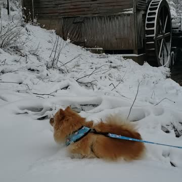 Pom Puppy excitedly enjoys first snowfall of the year!