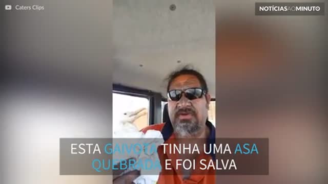 Homem tenta salvar gaivota mas é atacado!