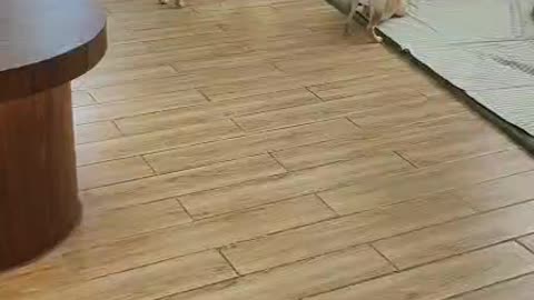Shiba Inu daily play