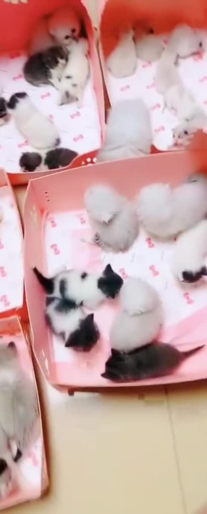 Beautiful Kute kitties