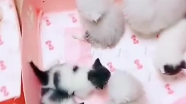 Beautiful Kute kitties