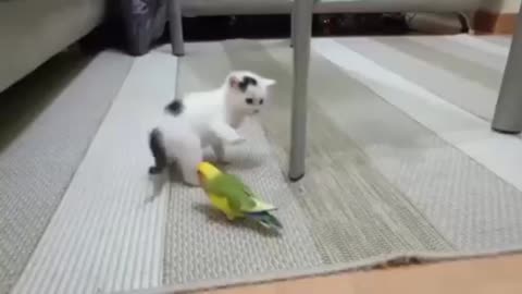 cats parrots funny parrot compilation #2022