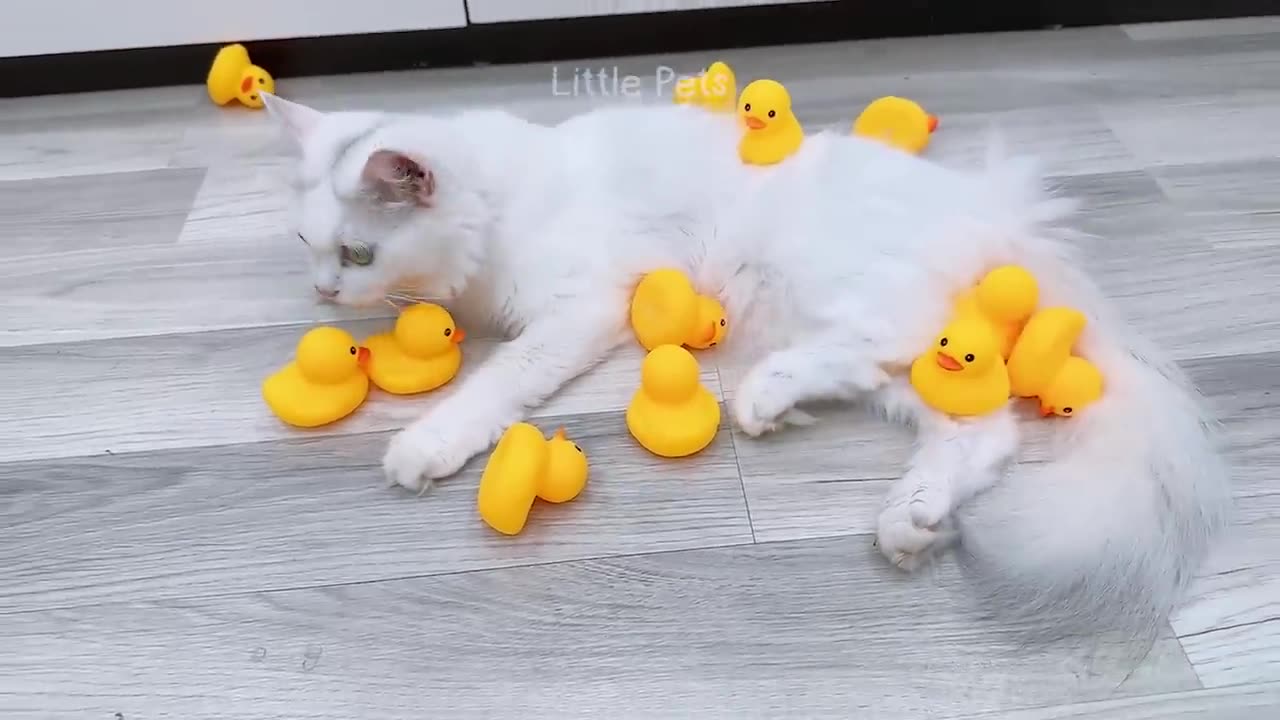 Funniest Animals 2023 😂😂 Best Cats and Dogs Videos 🐶😸 Part 11