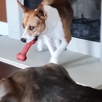 "Not Happening," says Tucker Carlson