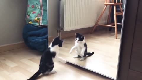 Funny Cat And Mirror cute Cat Video Funny video 30 Seconds Status Video