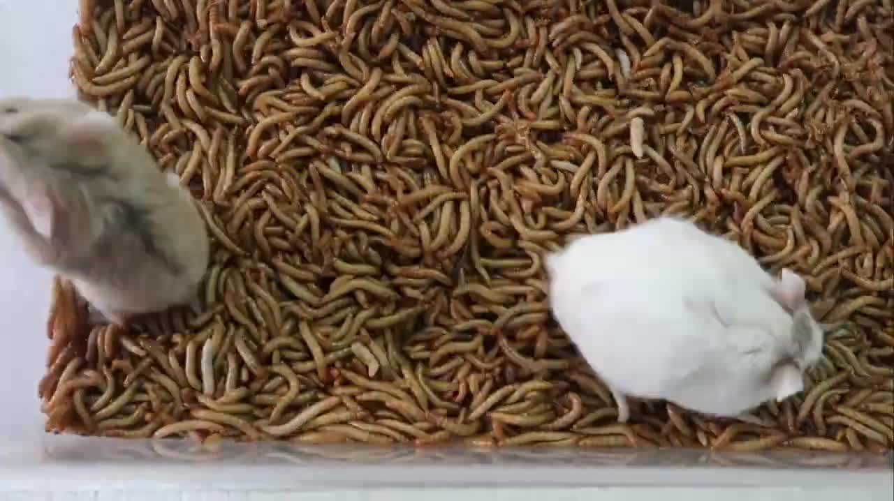 Hamster vs 10000 SuperWorms TimeLapse