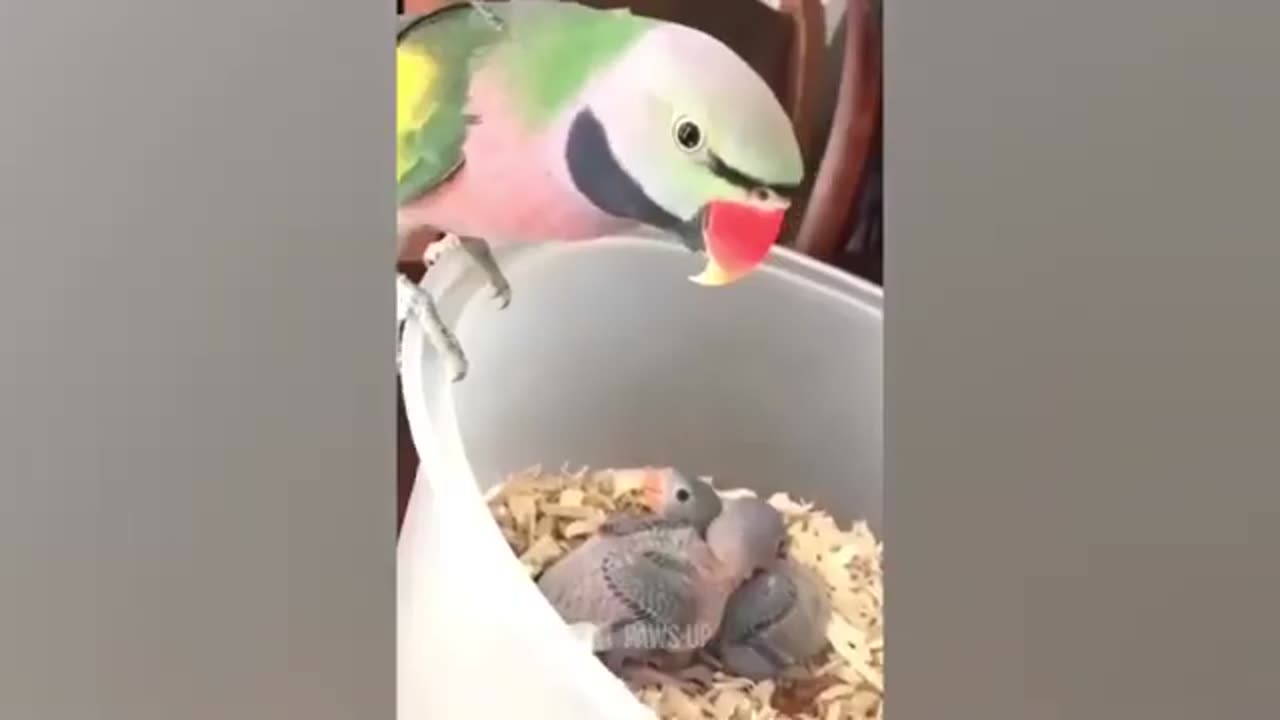 FUNNY PETS ! TRY NOT TO LAUGH ! FUNNY BIRDS !!!!