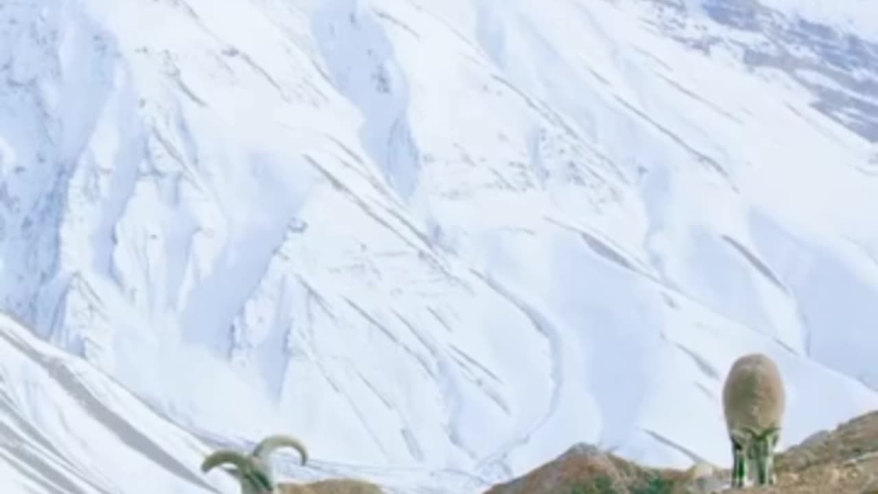 Snow Leopard showing off wild skills...