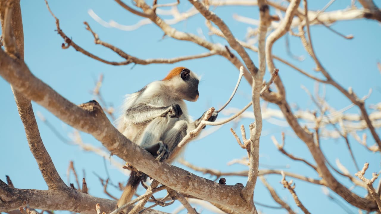 Funny Animal : Monkey Dance Video Just like Humans dog funny videos