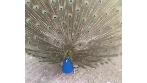 Peacock feathers opening video, Most Satisfying video