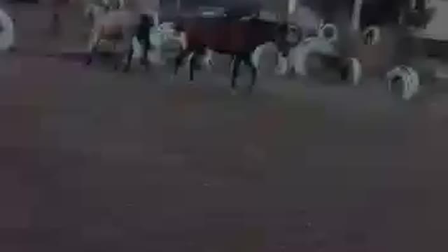 Two horse playing