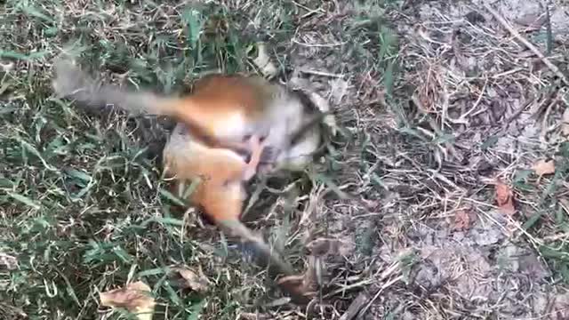 Chipmunks Playing in the Yard