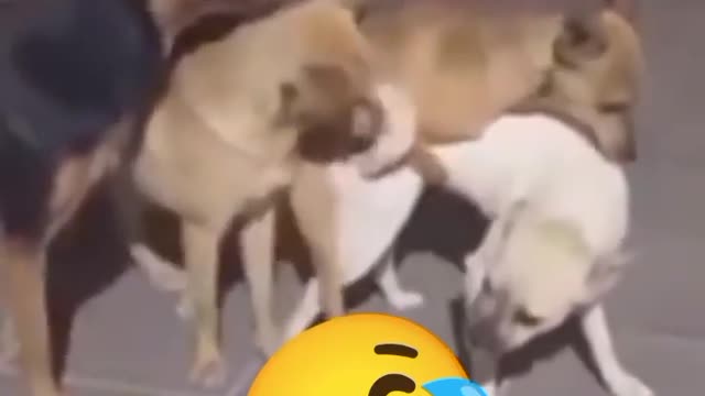 The five dog's funny movement one bich