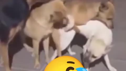 The five dog's funny movement one bich