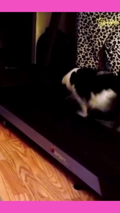 cat training for sport and nutritioncatfoods