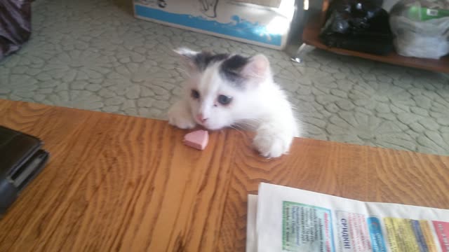 Semen the cat is stealing a sausage