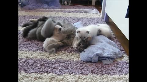 Sweet kittens and baby cats first meow,,,,Süße Kitten und erstes Miauen der Baby Katzen