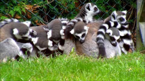 Group of Ringtailed Lemurs