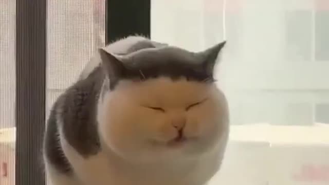 Cat funny video1