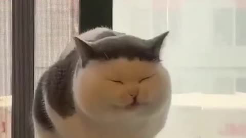 Cat funny video1